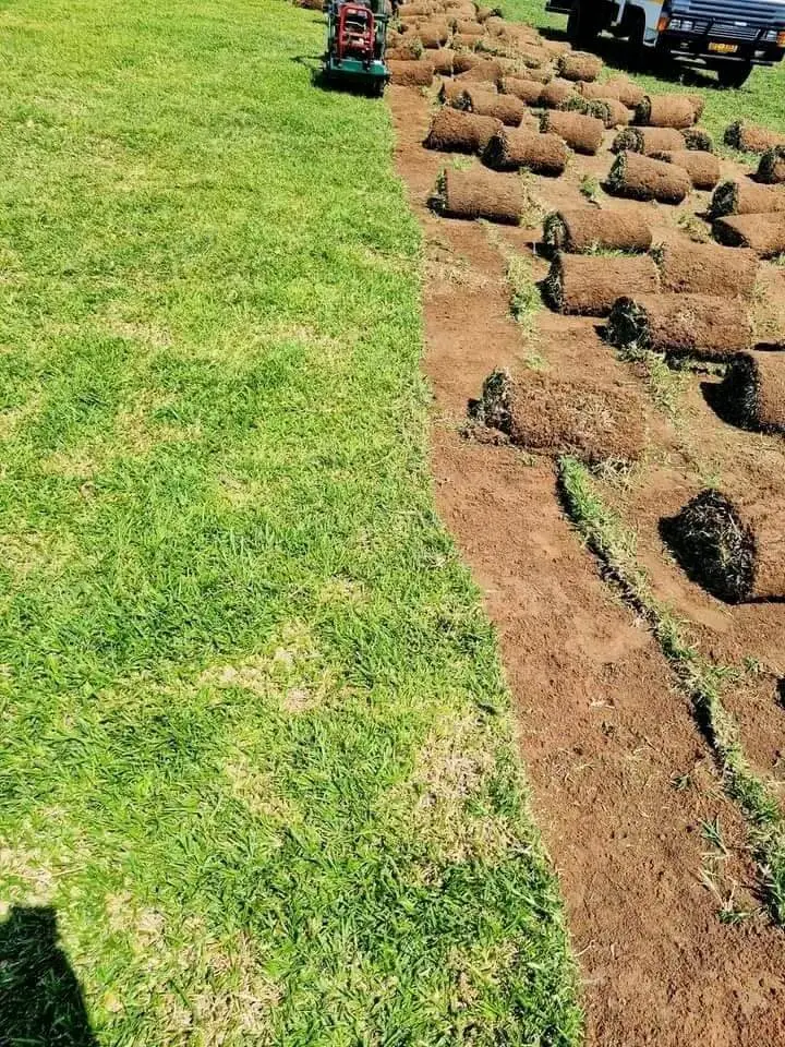 Cheap Kikuyu grass Harare